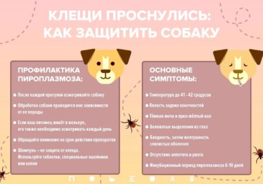 Новости нашей ветаптеки! 22.02.2023 | Государственное бюджетное учреждение Самарской области «Самарская областная ветеринарная лаборатория» | Новости клиники