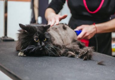 Осторожно - ринотрахеит. | Государственное бюджетное учреждение Самарской области «Самарская областная ветеринарная лаборатория» | Новости клиники